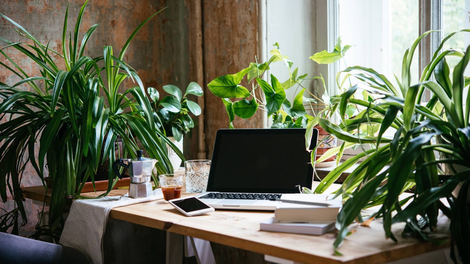 Corporate Office Plants Pack